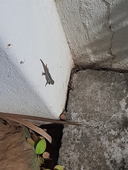 Lygodactylus capensis