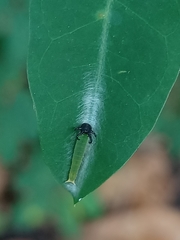 Polyura hebe