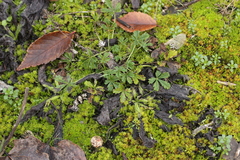 Phragmidium potentillae