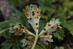 Phragmidium potentillae