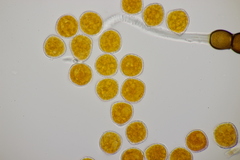 Phragmidium potentillae