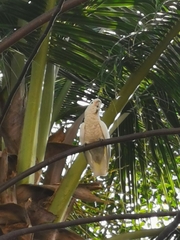 Cacatua goffiniana
