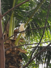 Cacatua goffiniana