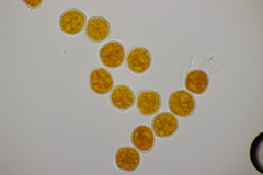 Phragmidium potentillae