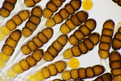 Phragmidium potentillae