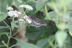 Papilio troilus troilus