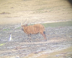 Tragelaphus eurycerus eurycerus