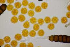 Phragmidium potentillae