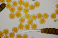 Phragmidium potentillae