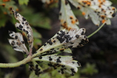 Phragmidium potentillae