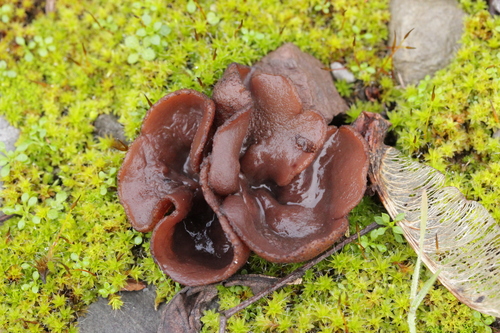 Representative image of Phylloscypha boltonii