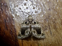 Protarache melaphora
