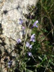 Salvia verbenaca