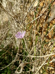 Lactuca tenerrima