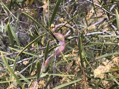 Acacia oswaldii