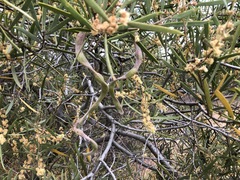 Acacia oswaldii