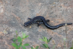 Plethodon ouachitae