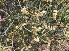 Acacia oswaldii