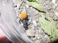 Dasymutilla nogalensis