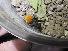 Dasymutilla nogalensis