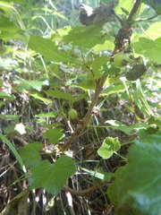 Ribes fragrans