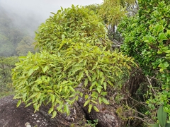 Polyscias willmottii