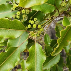 Polyscias willmottii