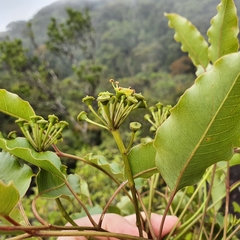 Polyscias willmottii