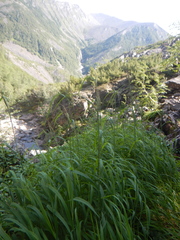 Calamagrostis purpurea