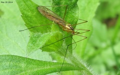 Nephrotoma virgata