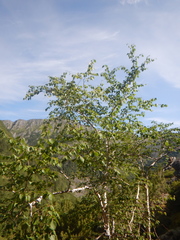 Betula lanata