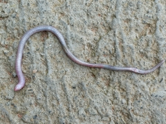 Amphisbaena arenicola