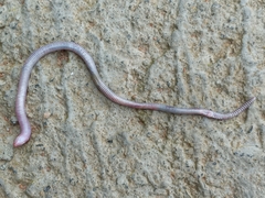 Amphisbaena arenicola