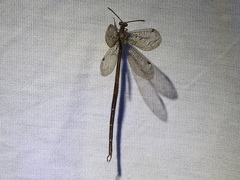 Brachynemurus