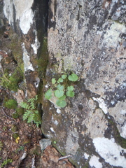 Micranthes nelsoniana aestivalis