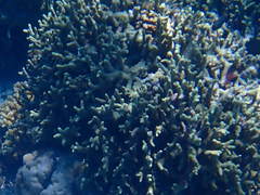 Porites cylindrica