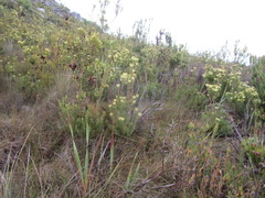Leucadendron loeriense