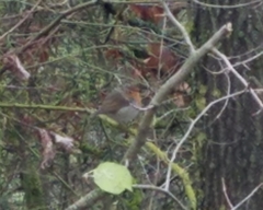 Erithacus rubecula