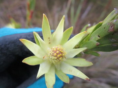 Leucadendron loeriense