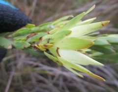 Leucadendron loeriense
