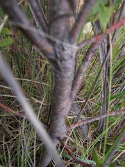 Leucadendron loeriense