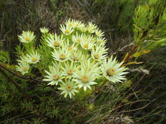 Leucadendron loeriense
