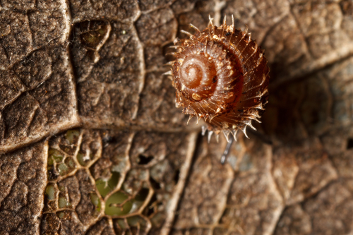 Representative image of Acanthinula aculeata