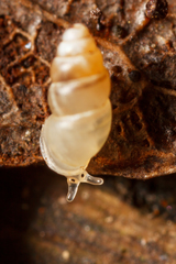 Carychium tridentatum