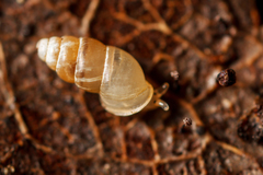 Carychium tridentatum