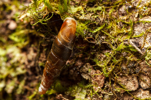 Paracochlodina orthostoma