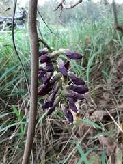 Mucuna pruriens utilis