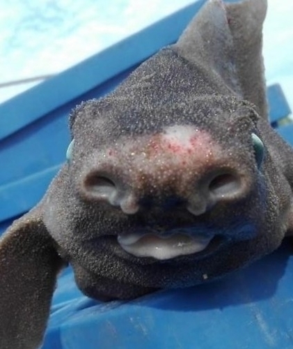 Angular rough shark (Oxynotus centrina) — Oxynotidae — 5