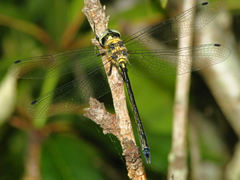 Micromidia atrifrons