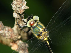 Micromidia atrifrons